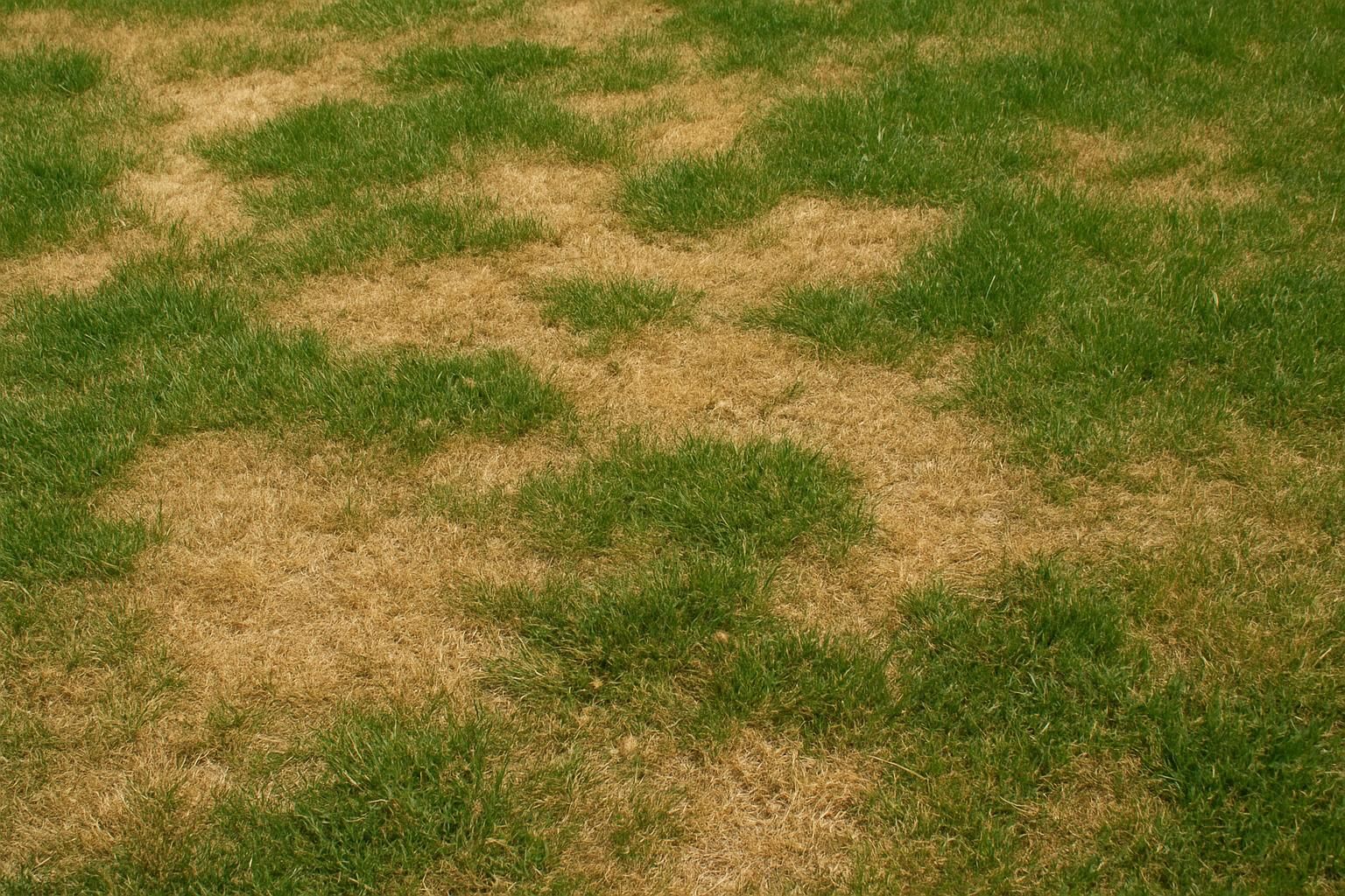 découvrez nos astuces et conseils pratiques pour rénover efficacement une pelouse abîmée par la sécheresse et retrouver un gazon verdoyant et sain.